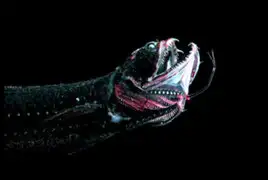 FOTOS: conoce a las 12 criaturas más aterradoras del océano