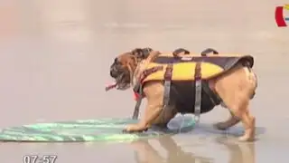 Biuf, el perro ‘skater’ que sorprende con su nueva habilidad para el surf
