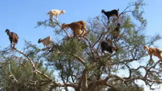 En la cima de los árboles: La vida de las cabras trepadoras de Marruecos