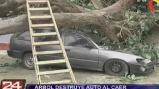 Callao: árbol cae sobre auto y chofer se salva de milagro