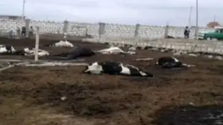 Arequipa: 27 vacas mueren envenenadas y otras 12 se salvan de morir