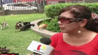 Serpar niega exterminio de gatos en Parque Universitario
