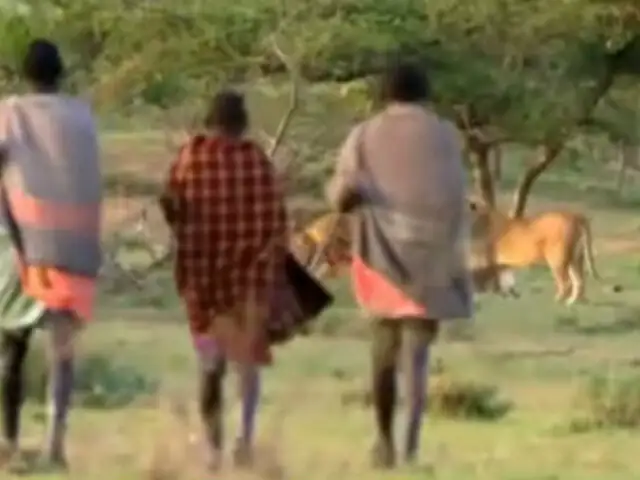 YouTube: estos hombres le roban la comida a fieros leones sin luchar ¡Increíble!