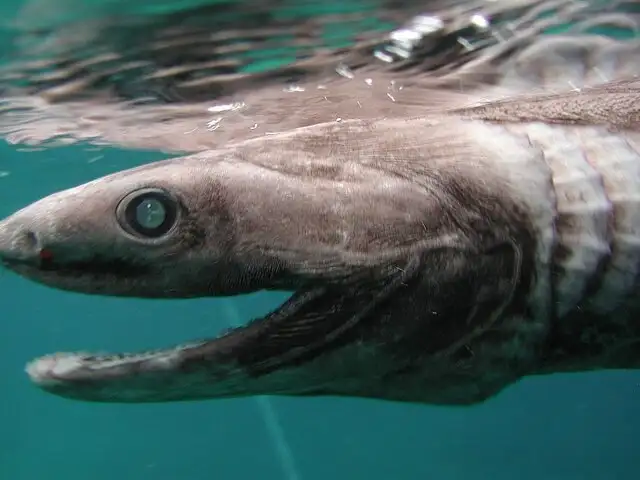 Capturan viva a extraña criatura marina prehistórica en Australia