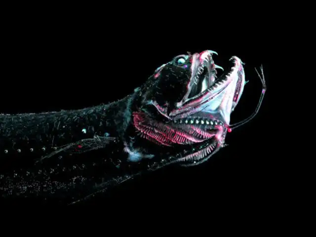FOTOS: conoce a las 12 criaturas más aterradoras del océano