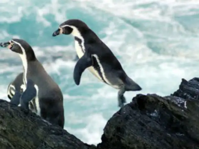 Rescatan a pingüinos maltratados de restaurante campestre de Lurín