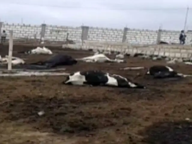 Arequipa: 27 vacas mueren envenenadas y otras 12 se salvan de morir
