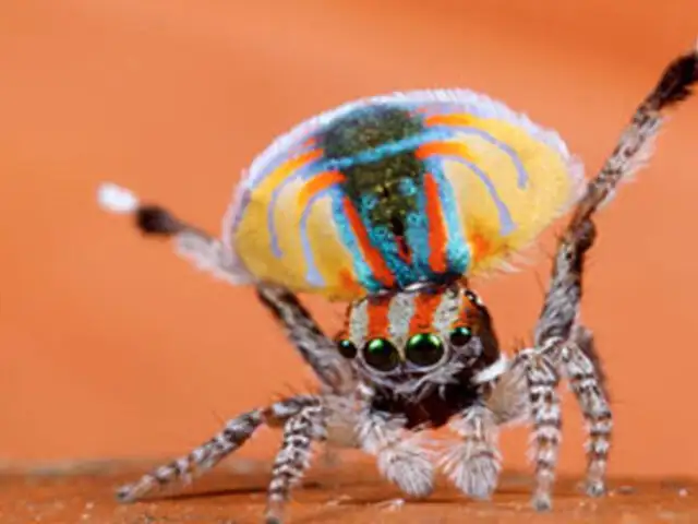 La simpática araña pavo real: la única especie de araña capaz de curar la aracnofobia por su ternura