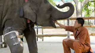 Conoce a Mosha, el elefante que volvió a caminar gracias a una prótesis