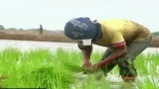 Los niños del arroz: trabajo infantil en Tumbes