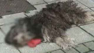 Imputan a sujeto por matar perro a patadas en España