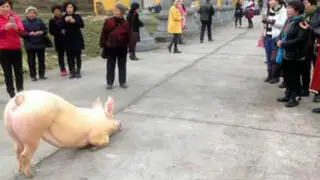 VIDEO: cerdo sorprende a fieles al arrodillarse durante horas frente a un templo