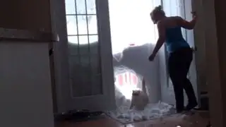 Viral: mira cómo un gato rompe un muro de nieve para alcanzar su comida