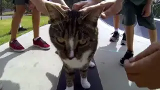 YouTube: gato causa sensación con su asombrosa habilidad para el skate