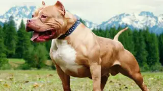 Impactantes imágenes: perro pitbull salvó a mujer de una brutal golpiza