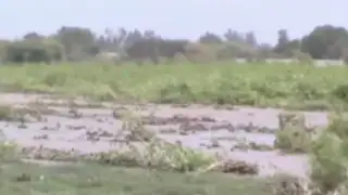Desborde del río Pisco destruye más de 200 hectáreas de cultivo