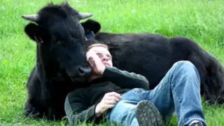 VIDEO: Fadjen, el toro de lidia que juega con su amo igual que un perro