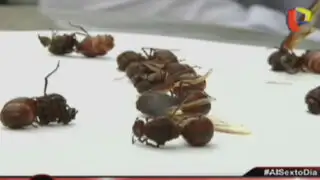 El reto de la siquisapa: Degustando las exquisitas hormigas gigantes de la Selva