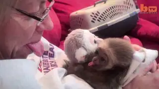 Pareja estadounidense adoptó a familia de monos en su vivienda