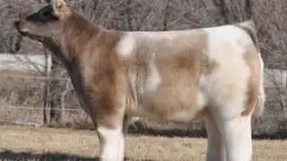 Extraña especie de vaca que parece ‘peluche’ causa asombro en EEUU
