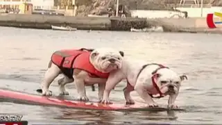 Otto y Lola, los bulldogs que practican surf cautivan a miles de bañistas
