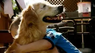 Canadá: conoce al perro ciego que ayuda a las personas con discapacidad
