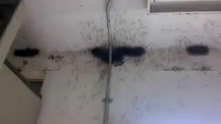 Hallan un cuarto infestado de miles de arañas en México