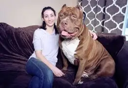 El perro más grande del mundo es un pitbull de 79 kilos