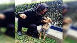 Eva Bracamonte crea albergue temporal para perros abandonados