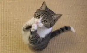 VIDEO: gato impresiona a internautas al 'cantar' junto a su dueño