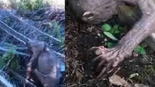 Youtube : difunden video de extraño animal parecido a “Gollum”