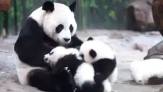 YouTube: pandas trillizos cautivan con tierna pelea por el amor de su mamá