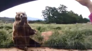 YouTube: conoce al oso que se despide tiernamente de las personas