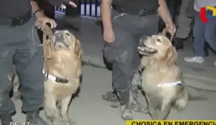 Chosica: Brigada Canina colabora con búsqueda de personas desaparecidas