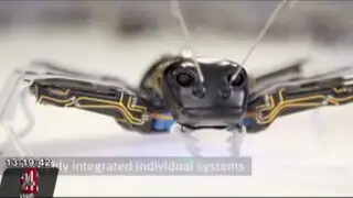 Alemania: científicos crearon hormigas mecánicas para ser utilizadas en fábricas