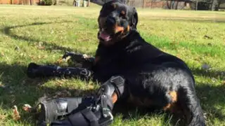 VIDEO: perro amputado vuelve a caminar gracias a nuevas prótesis