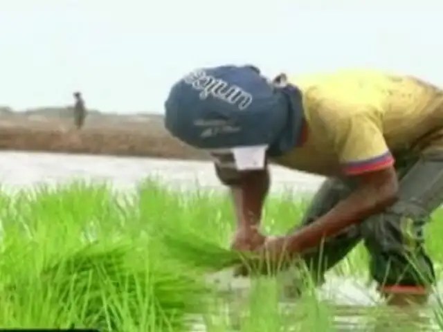 Los niños del arroz: trabajo infantil en Tumbes