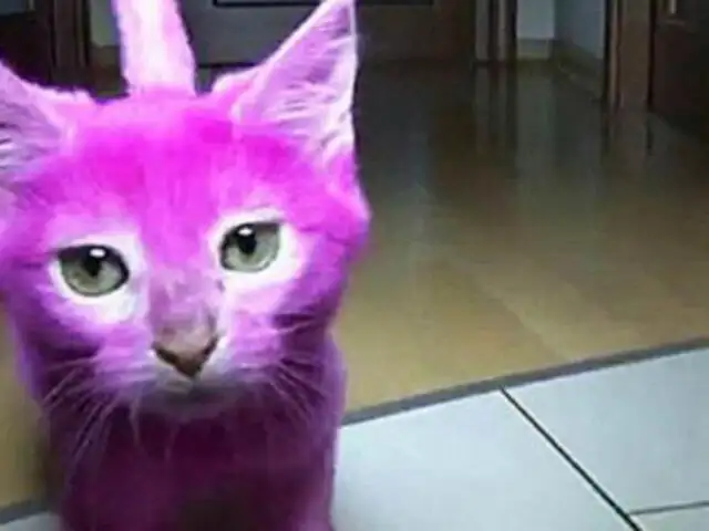 Polémica: actriz rusa tiñe a su gata de rosa para que haga juego con su vestido