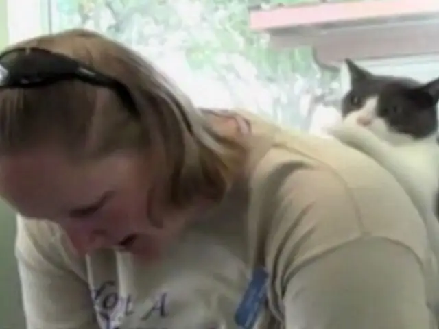 Gato realiza masajes como todo un experto