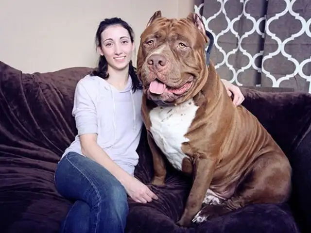El perro más grande del mundo es un pitbull de 79 kilos