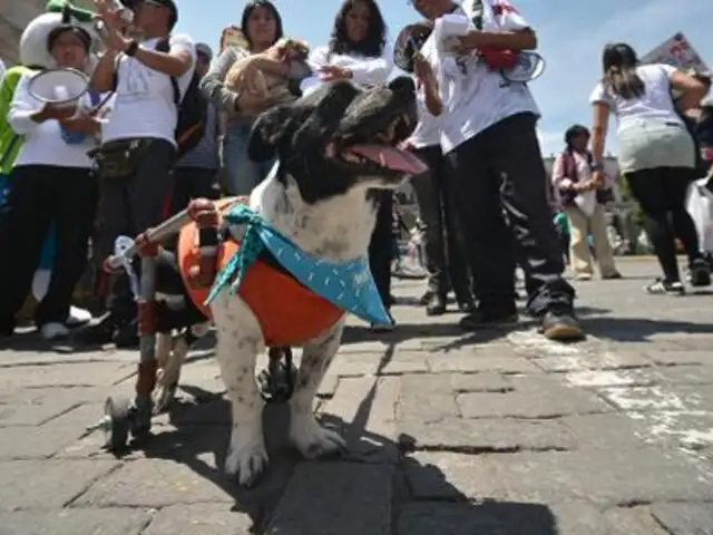 Arequipa: la perrita en silla de ruedas que marcha contra el maltrato animal