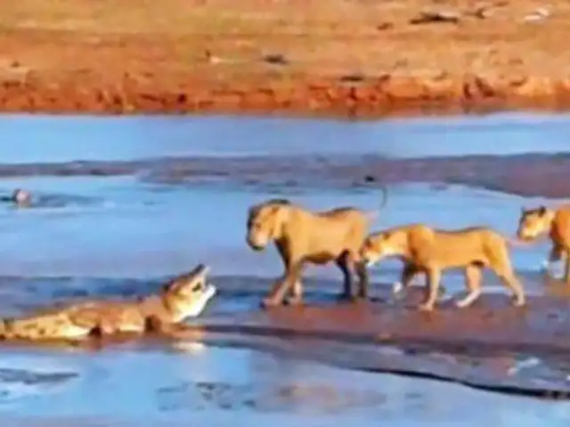 Impactantes imágenes: cocodrilo y tres leonas se pelean a muerte por comida