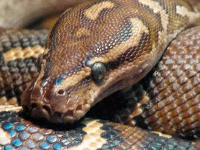 VIDEO: sujeto queda grave al intentar tomarse selfie con una serpiente