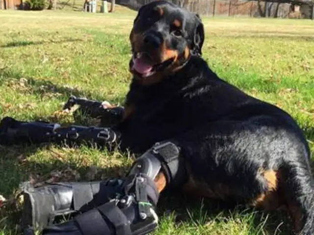 VIDEO: perro amputado vuelve a caminar gracias a nuevas prótesis