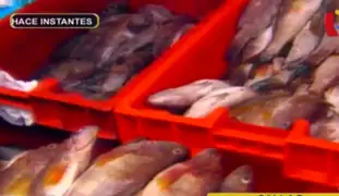 Terminal de Ventanilla: pescado sube de precio por Semana Santa