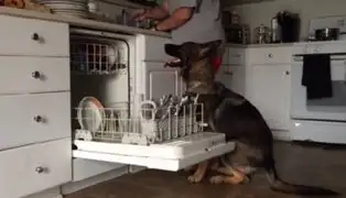 Video de perro que ayuda a lavar platos a su amo es sensación en YouTube