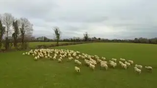 VIDEO : granjero irlandés reemplaza perro pastor por un drone