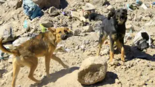 Arequipa: alerta por rabia canina en cuatro distritos