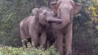 Elefantes conmueven las redes sociales tras reencontrarse luego de cuatro años
