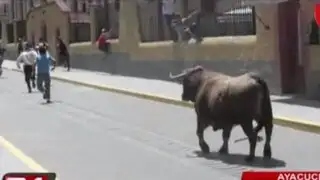 Ayacucho: fiesta del ‘jala toro’ casi termina en tragedia